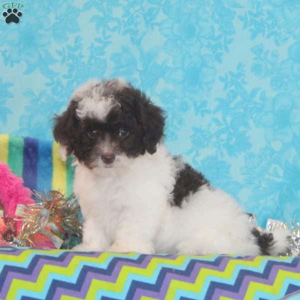 Rosie, Toy Poodle Puppy